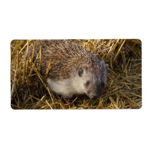 Sweet Hedgehog In Stubble Field