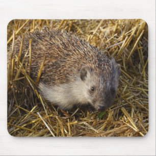 Sweet Hedgehog In Stubble Field Mouse Pad