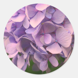 Sweet Hydrangea Flower Classic Round Sticker