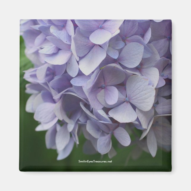 Sweet Hydrangea Flower Photo Magnet - Customised (Front)
