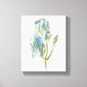 sweet iris(Iris pallida) by Redouté Canvas Print