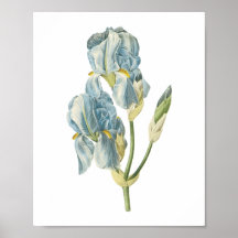 sweet iris(Iris pallida) by Redouté