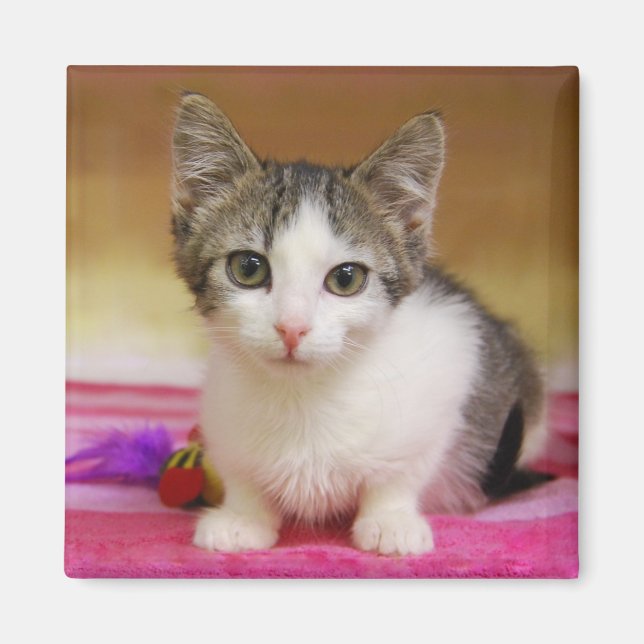Sweet Kitten Magnet (Front)