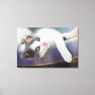 Sweet Kitty In Plaid Bed Canvas Print