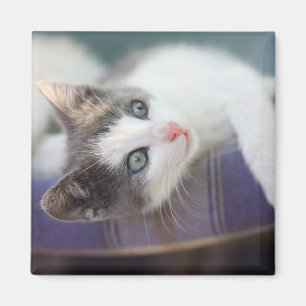 Sweet Kitty In Plaid Bed Magnet