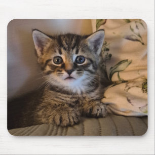 Sweet kitty mouse pad