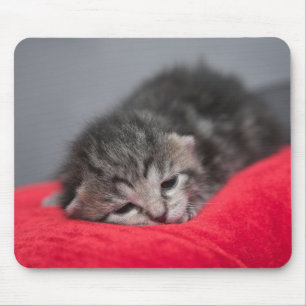 Sweet kitty mouse pad