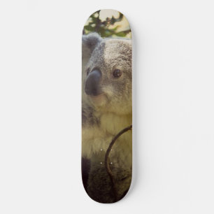 sweet koala 2b skateboard