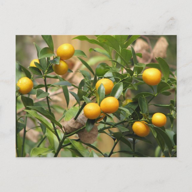 Sweet Kumquats Postcard (Front)