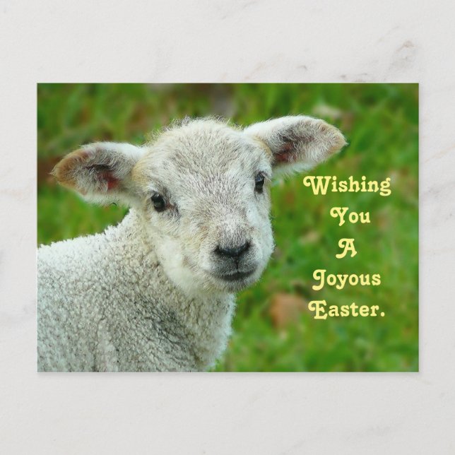 Sweet Lamb Holiday Postcard (Front)