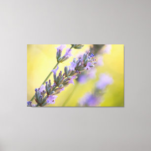 Sweet lavender canvas print