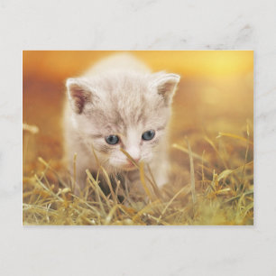 Sweet Little Cat Postcard