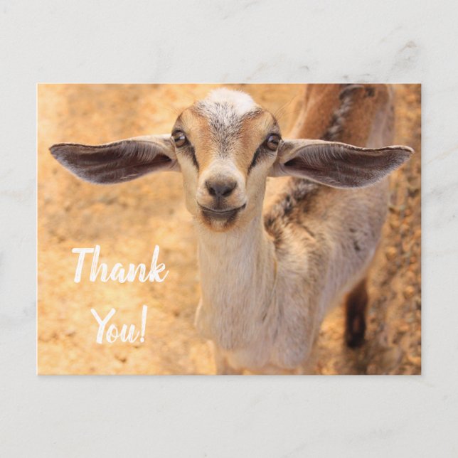 Sweet Little Goat Thank You Postcard (Front)