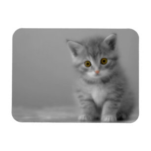 Sweet Little Kitten Magnet