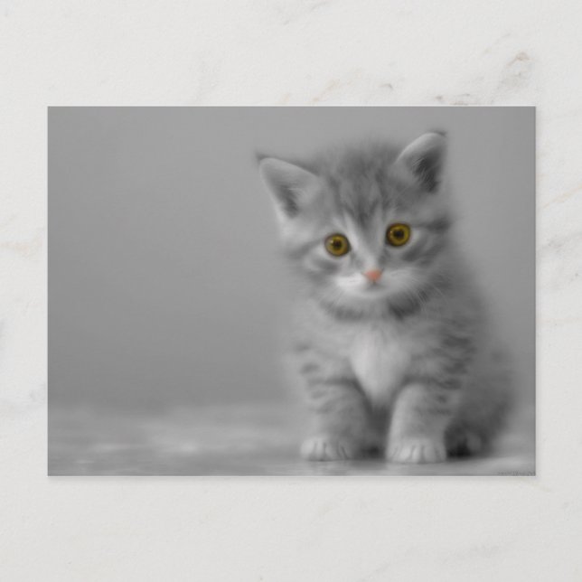 Sweet Little Kitten Postcard (Front)