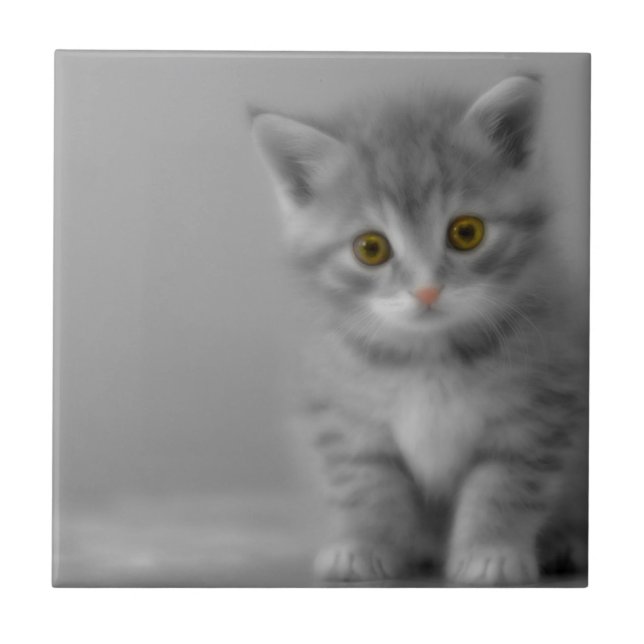Sweet Little Kitten Tile (Front)