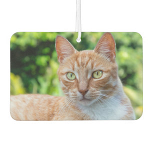 Sweet little kitty car air freshener