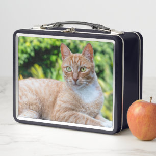 Sweet little kitty metal lunch box