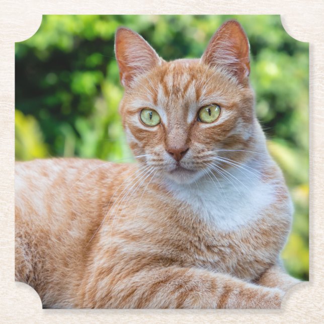 Sweet little kitty paper coaster (Front)