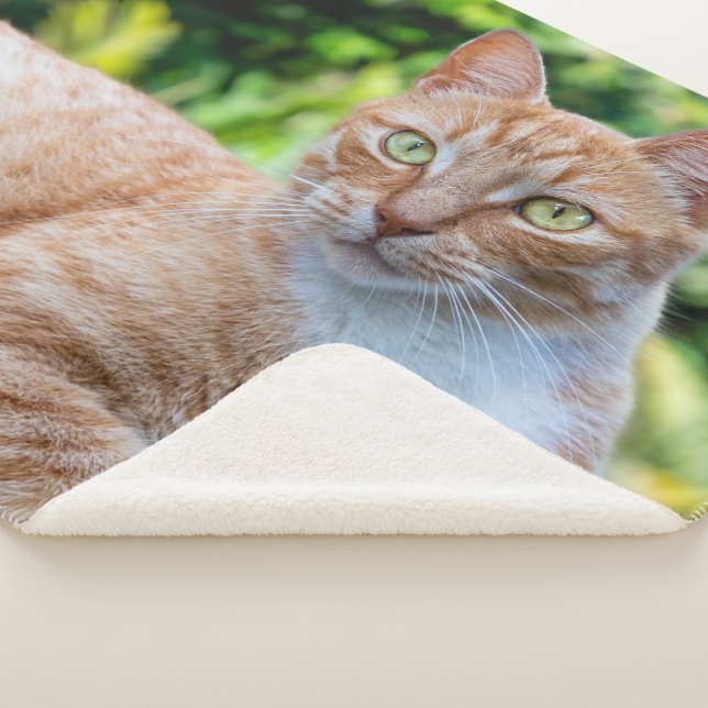 Sweet little kitty sherpa blanket (3/4)