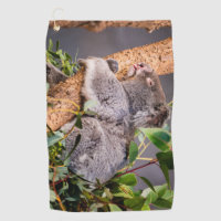 Sweet little koala