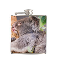 Sweet little koala