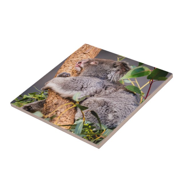 Sweet little koala tile (Side)