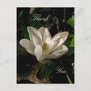 Sweet Magnolia Blossom Postcard
