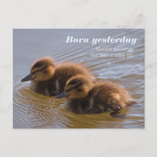 Sweet mallard ducklings CC0146 Born yesterday Postcard (Front)