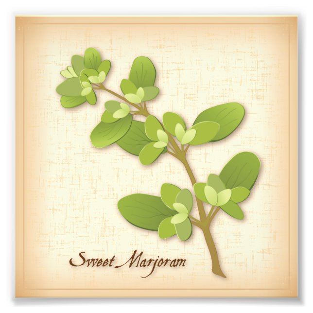 Sweet Marjoram Herb Photo Print (Front)