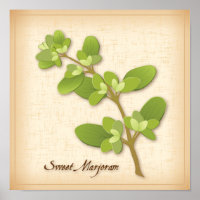 Sweet Marjoram Herb