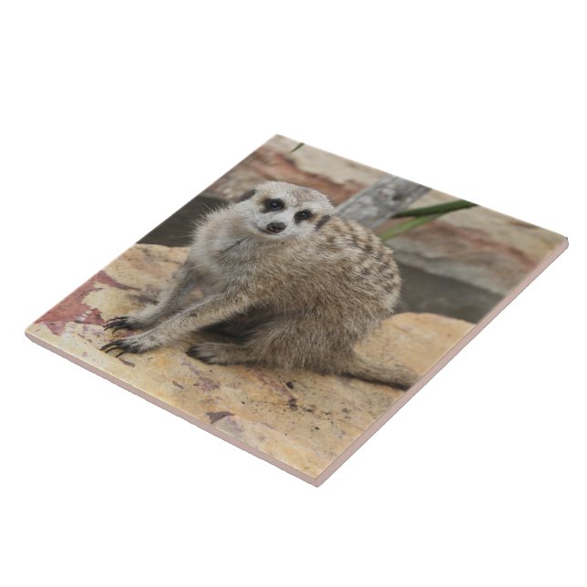Sweet Meerkat Photo Tile (Side)