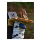 Sweet nesting bluebirds