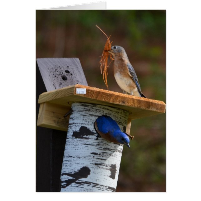 Sweet nesting bluebirds (Front)