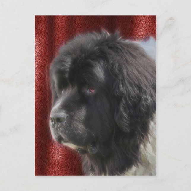 Sweet Newfoundland Dog Face Postcard (Front)
