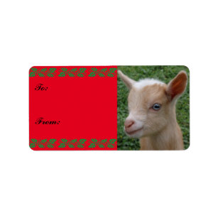 Sweet Nigerian Dwarf Goat Kid Christmas Gift Tag