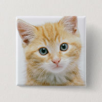 Sweet Orange Tabby