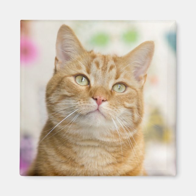 Sweet Orange Tabby Cat Magnet (Front)