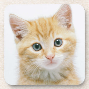 Sweet Orange Tabby Coaster