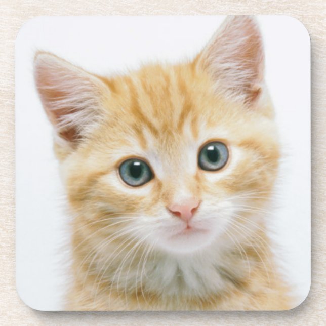 Sweet Orange Tabby Coaster (Front)