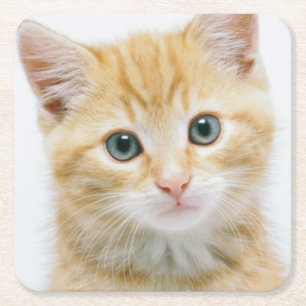 Sweet Orange Tabby Square Paper Coaster