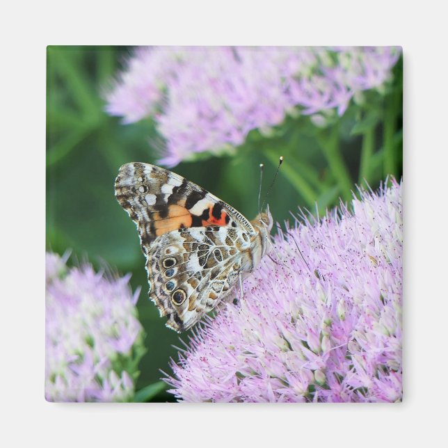Sweet Painted Lady Magnet (Front)
