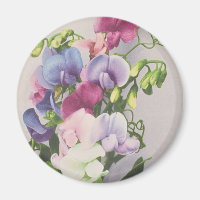 Sweet Pea 1907