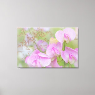 Sweet Pea Blossoms Seabeck, WA Canvas Print