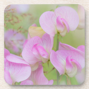 Sweet Pea Blossoms   Seabeck, WA Coaster