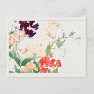 Sweet pea by Tanigami Konan Postcard