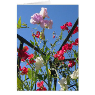 Sweet Pea Extravaganza Card