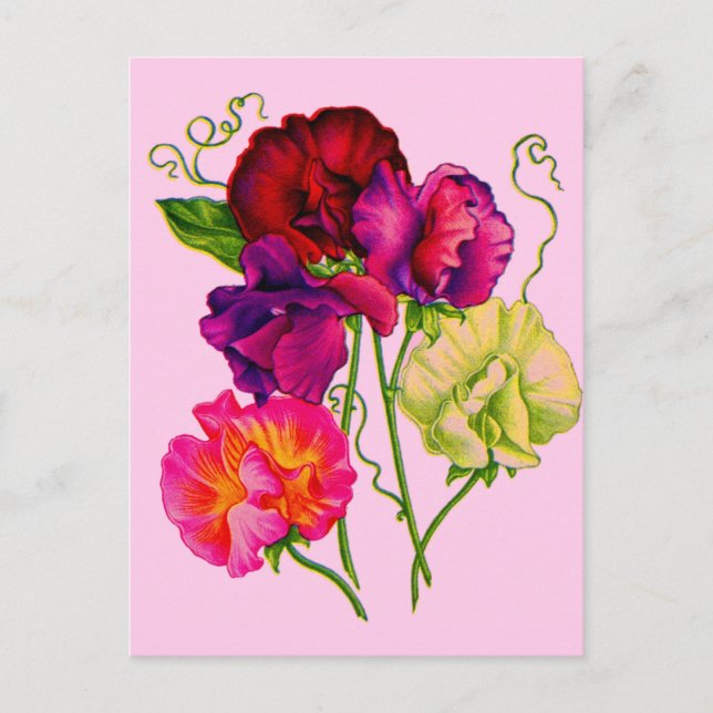 sweet pea in purple and pink postcard (Front)