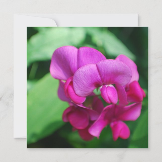 Sweet Pea Invitations (Front)