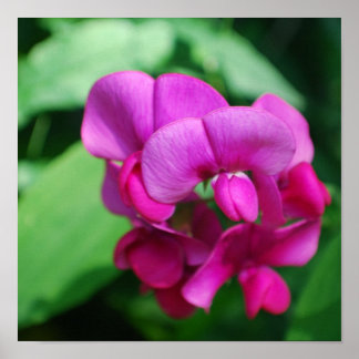 Sweet Pea Poster